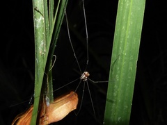 Leiobunum bimaculatum