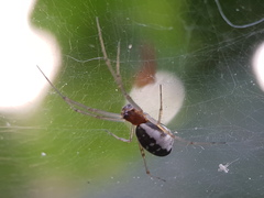 Frontinellina frutetorum