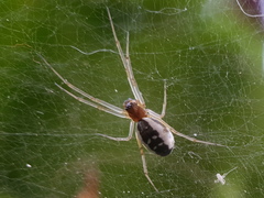 Frontinellina frutetorum