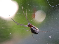 Frontinellina frutetorum