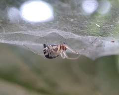 Frontinellina frutetorum