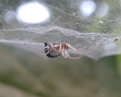 Frontinellina frutetorum