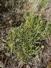 Petradoria pumila