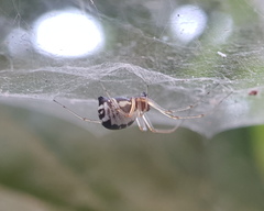 Frontinellina frutetorum