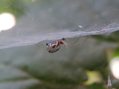 Frontinellina frutetorum