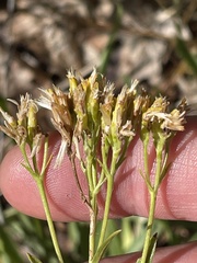 Petradoria pumila