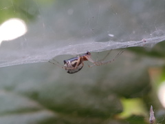 Frontinellina frutetorum