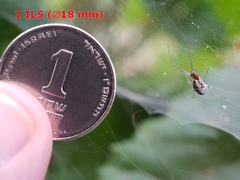 Frontinellina frutetorum