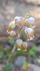 Lachenalia hirta