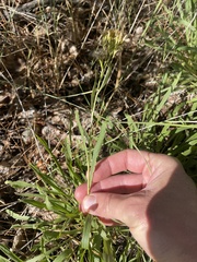 Petradoria pumila