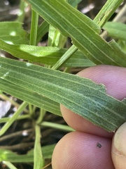 Petradoria pumila