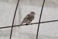 Passer hispaniolensis hispaniolensis
