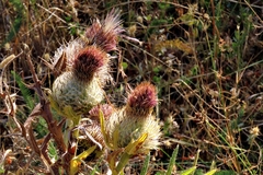 Cirsium ferox