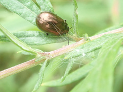 Chrysolina aurichalcea