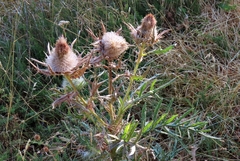Cirsium ferox
