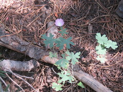 Sidalcea asprella asprella