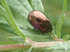Chrysolina aurichalcea