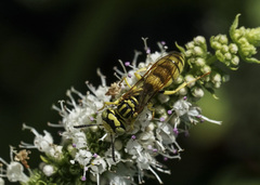 Philanthus multimaculatus