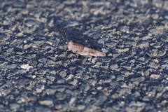 Sphingonotus pachecoi