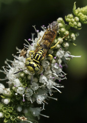 Philanthus multimaculatus
