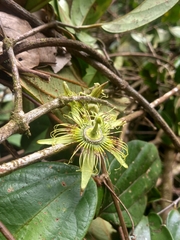Passiflora rufa