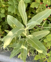 Asclepias speciosa