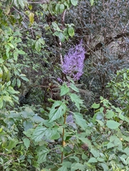 Plectranthus elegans