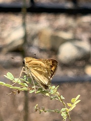Hylephila phyleus