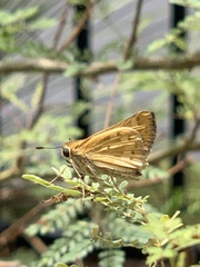 Hylephila phyleus