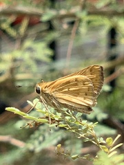 Hylephila phyleus