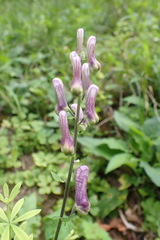 Aconitum moldavicum