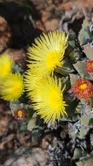 Odontophorus marlothii