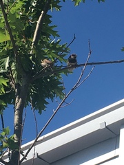 Passer domesticus