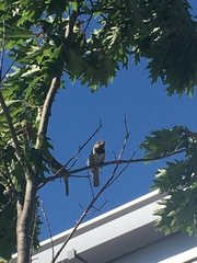 Passer domesticus
