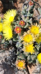 Odontophorus marlothii