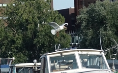 Chroicocephalus ridibundus