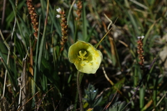 Papaver radicatum kluanense