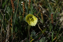 Papaver radicatum kluanense