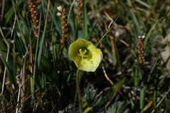 Papaver radicatum kluanense