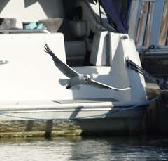 Chroicocephalus ridibundus