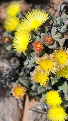 Odontophorus marlothii