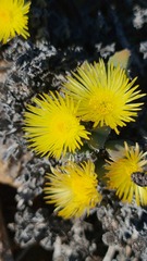Odontophorus marlothii