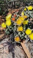 Odontophorus marlothii