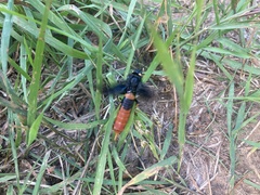 Urocerus cressoni