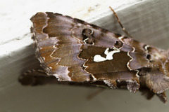 Autographa corusca