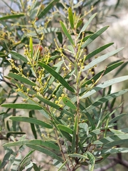Acacia hamiltoniana