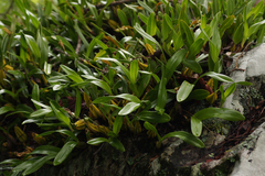 Bulbophyllum sandersonii