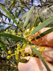 Acacia hamiltoniana