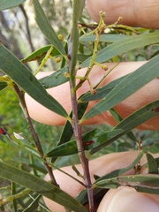 Acacia hamiltoniana