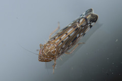 Osbornellus borealis